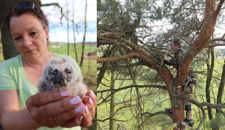 Vítr shodil z borovice v lese prořídlém těžbou hnízdo s trojicí mláďat kalouse ušatého. Dvě z nich nepřežila