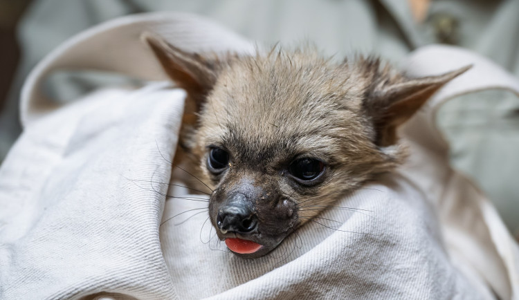 Světová senzace v Safari Parku: nová máďata hyenek hřivnatých