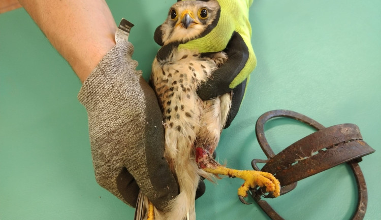 Poštolce v Ostravě rozdrtila nohu železná past. Je po operaci a bojuje o přežití