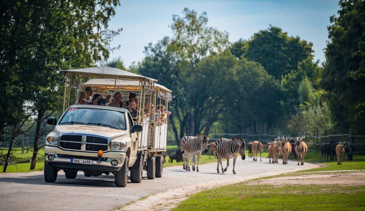 Safari Park Dvůr Králové za první čtyři dny letní sezony navštívily tisíce lidí