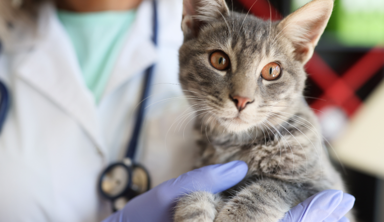 Město Dvůr Králové nad Labem podpoří veterinární péči pro zraněná zvířata