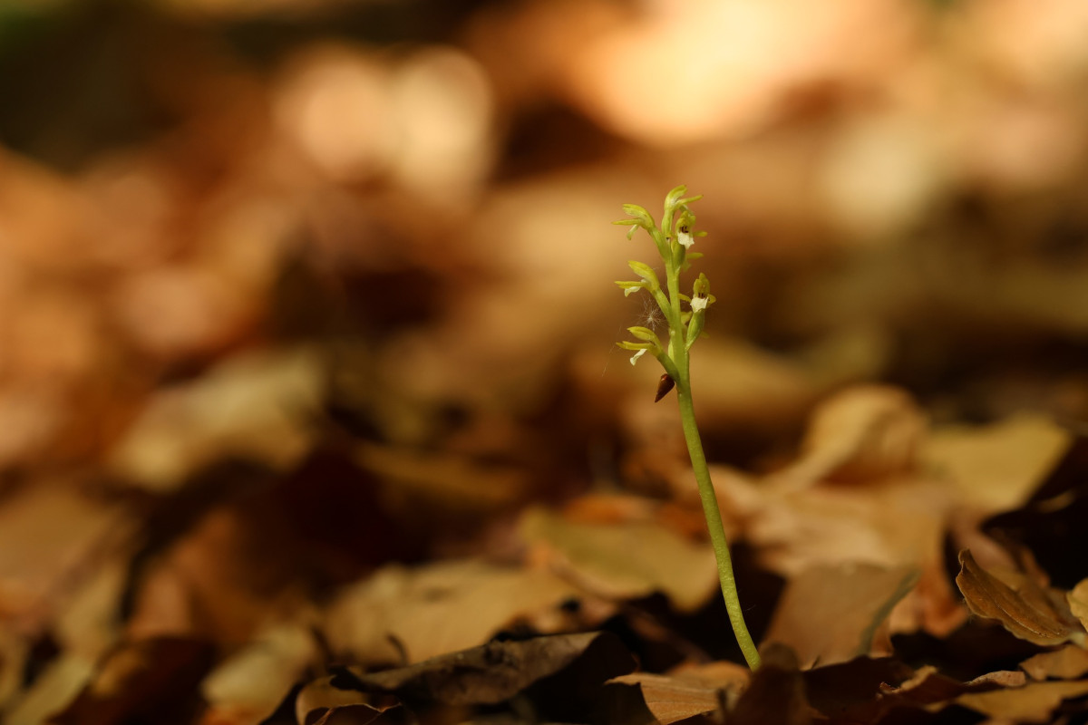 V CHKO Český ráj se po 13 letech našla vzácná a silně ohrožená orchidej