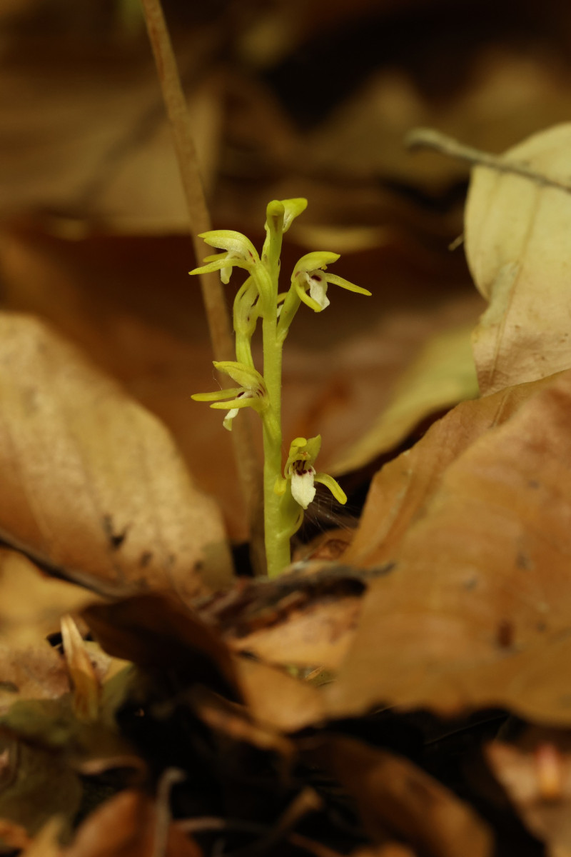 V CHKO Český ráj se po 13 letech našla vzácná a silně ohrožená orchidej