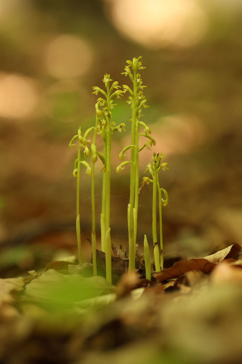 V CHKO Český ráj se po 13 letech našla vzácná a silně ohrožená orchidej