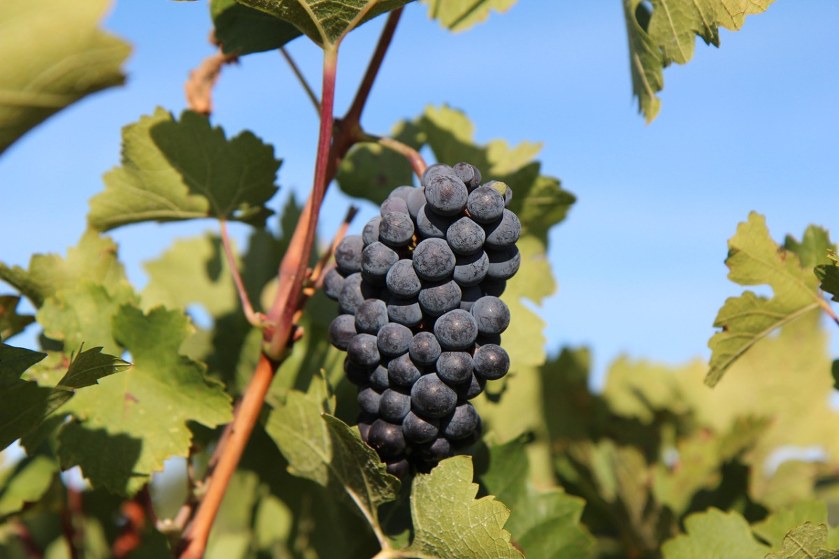 Ilustrační fotografie