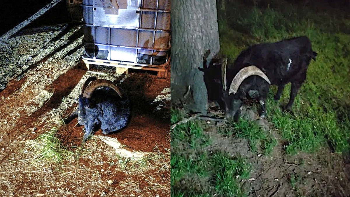 Žena zažila scénu jako ze satanského hororu. Ulicí se o půlnoci belhal černý kozel