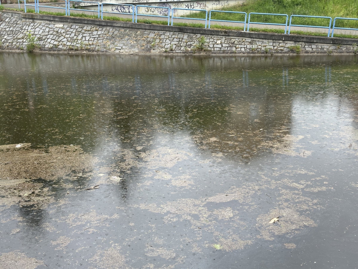 Mastná skvrna a mrtvé ryby. Hasiči monitorují podezřelé znečištění Malše