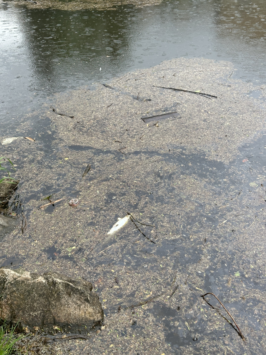 Mastná skvrna a mrtvé ryby. Hasiči monitorují podezřelé znečištění Malše