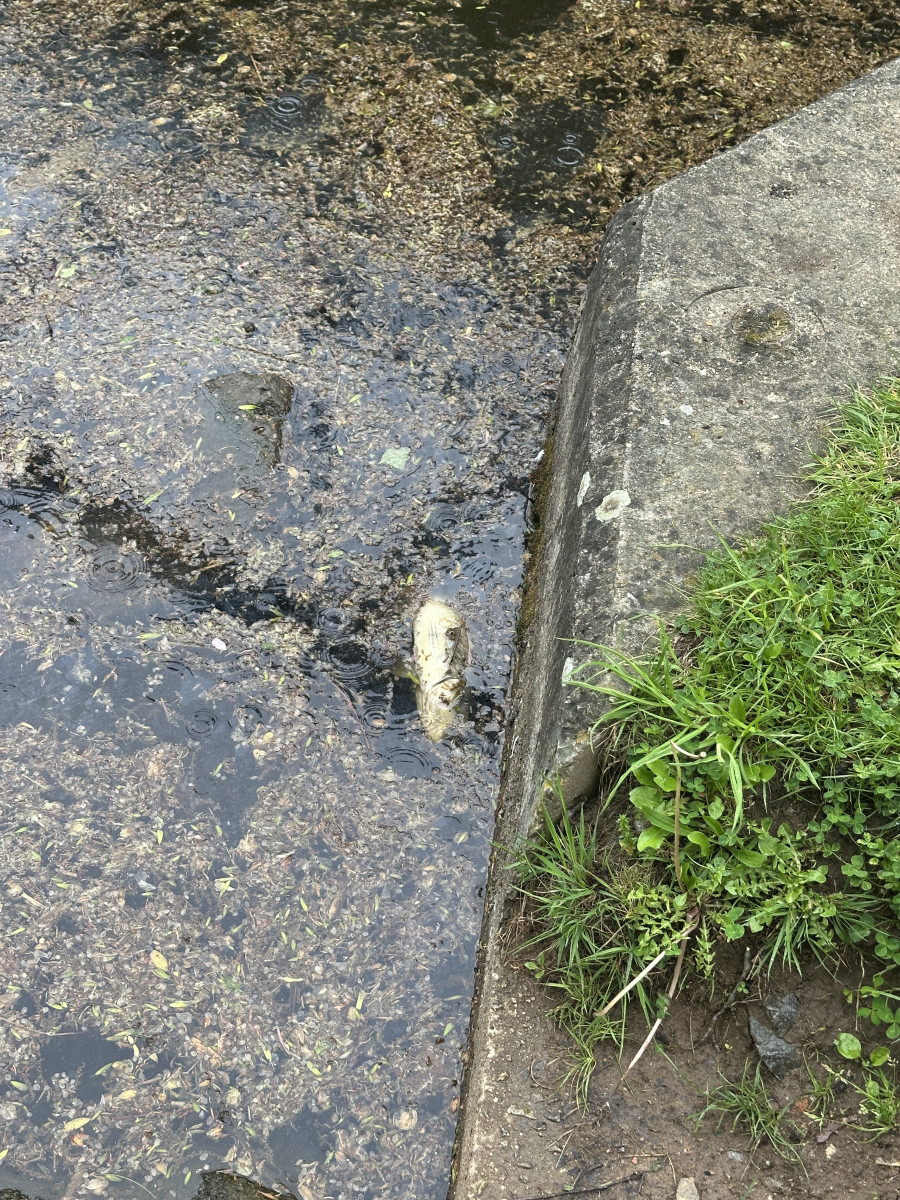 Mastná skvrna a mrtvé ryby. Hasiči monitorují podezřelé znečištění Malše