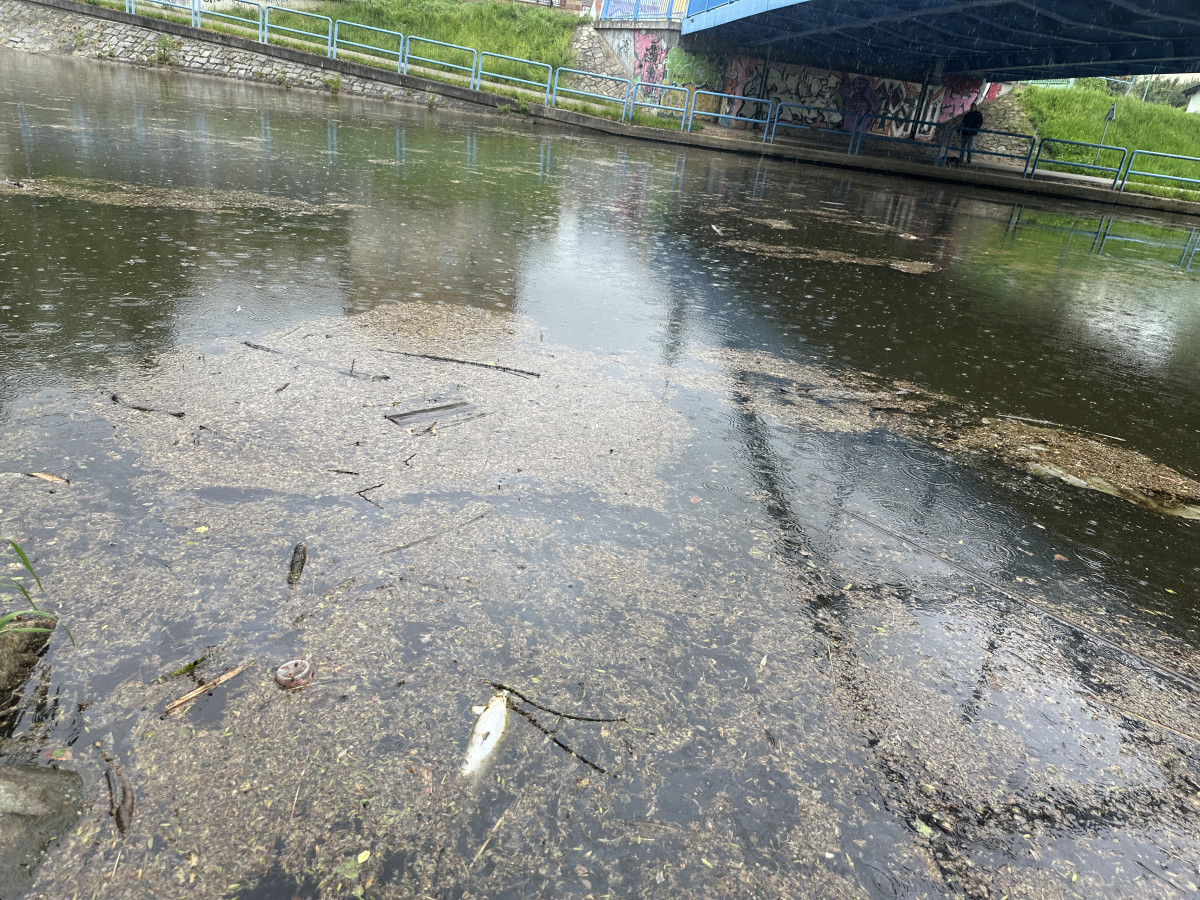 Mastná skvrna a mrtvé ryby. Hasiči monitorují podezřelé znečištění Malše