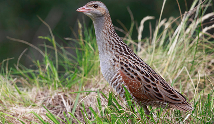Chřástal polní v Krkonoších: Pomozte mapovat jeho výskyt