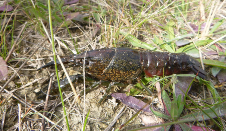 Nepříjemný nález v Litovelském Pomoraví. Ochranáři zachytili invazní druh raka