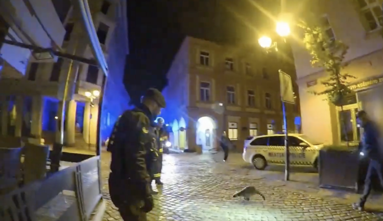 Mýval v centru Budějovic překvapil strážníky i hasiče. Skočil na auto a utekl do tmy