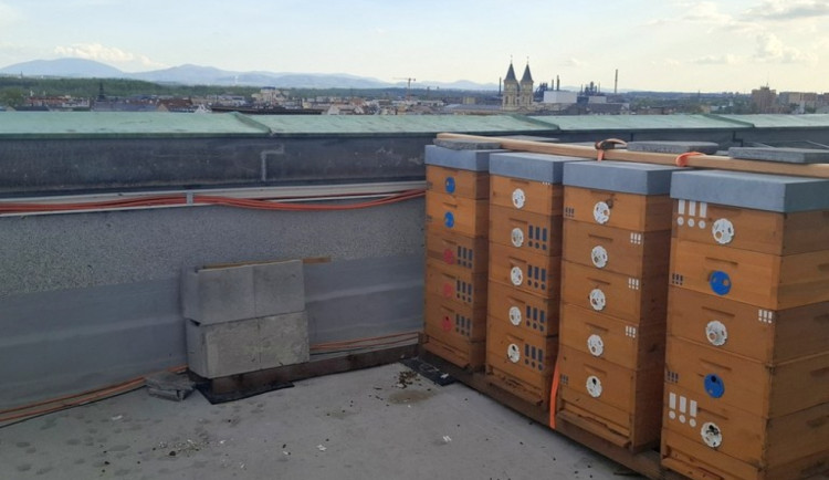 Ostravská Nová radnice má čtyři včelstva na ochozu nejvyšší radniční věže