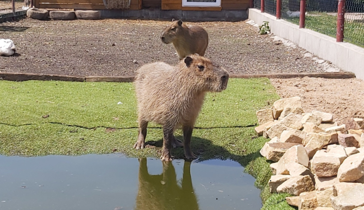 Ze zooparku v České Skalici zmizela kapybara Fifinka. Majitel prosí o pomoc veřejnost