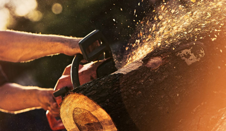 Nejdřív se zdrogovali a pak hráli na lesníky. Hrozí jim deset let vězení