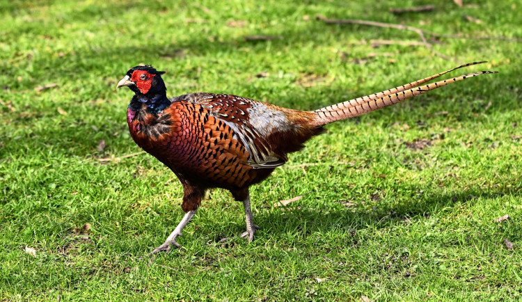 V komerčním chovu na Znojemsku uhynuli bažanti. Veterináři potvrdili ptačí chřipku