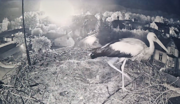 Ohňostroj na slavnostech ve Frýdlantě vyděsil čápa, na čas opustil mláďata