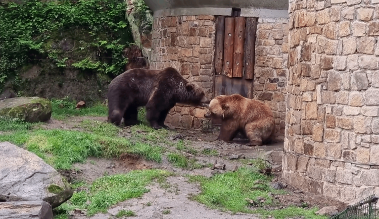 Brněnská medvědice Irina má nového nápadníka. Na severu Čech se seznámila s Brunem