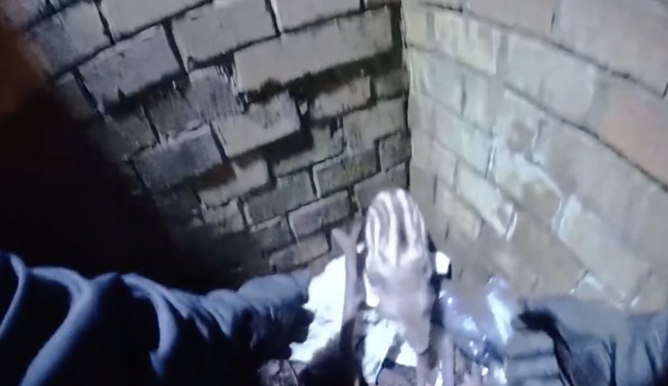 VIDEO: Selátko divočáka spadlo v Praze do kanálu, ven mu pomohli strážníci