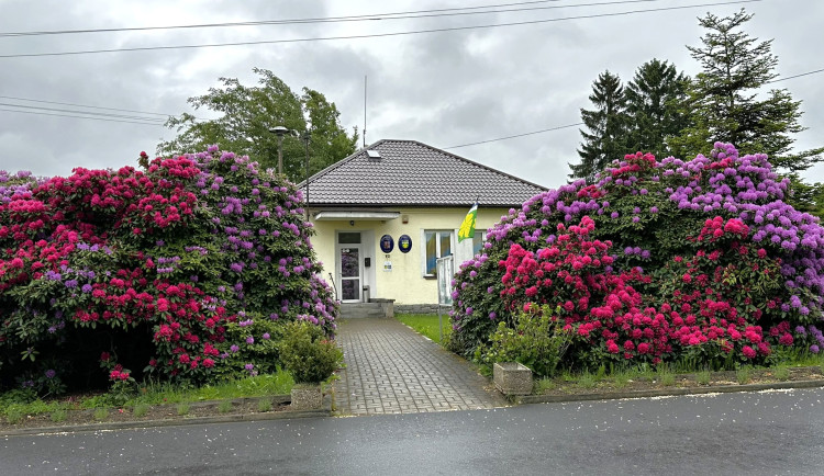 VIDEO: Slavné rododendrony v Jarově už kvetou a opět hýří barvami