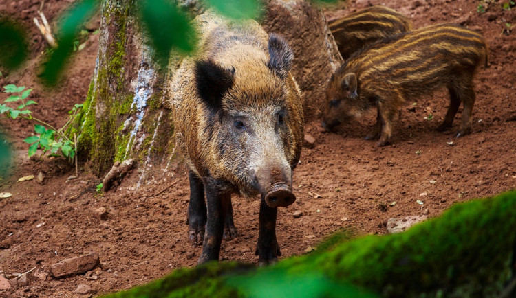 Divočák zabil v Praze psa. Lidé musí s nebezpečným setkáním při procházkách počítat