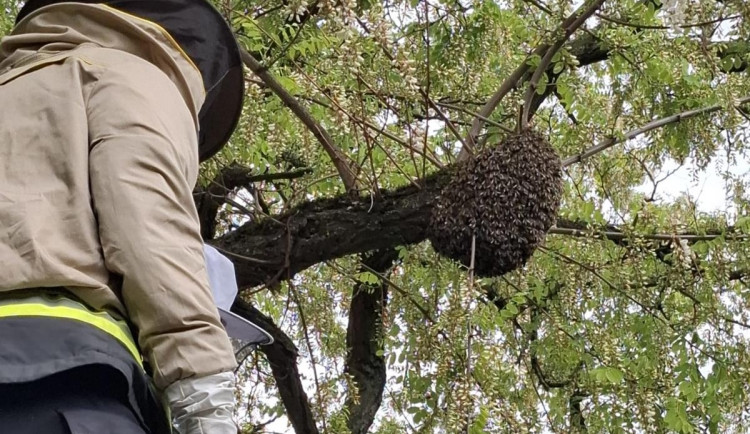 Kdy volat hasiče kvůli odstranění vosích hnízd? Jen když jde o bezprostřední nebezpečí, apelují