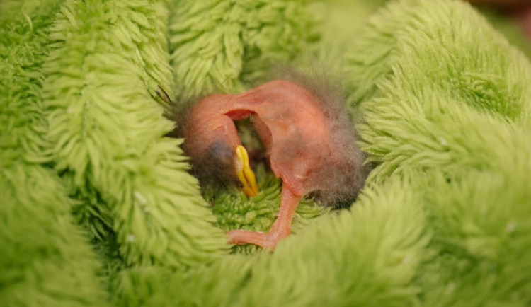 Začíná sezona mláďat, v záchranné stanici pro ně potřebují vyřazený textil