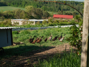 Projekt zprostředkování půdy zemědělcům.
