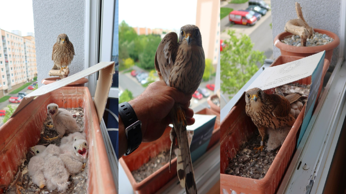 Poštolka opět vyvedla mláďata v truhlíku za oknem v pátém patře paneláku