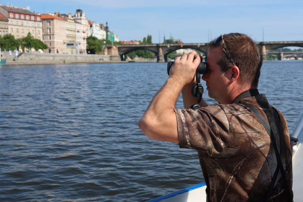 Z centra Prahy záhadně zmizelo 150 labutí. Plzeňští experti pátrají po jejich osudu