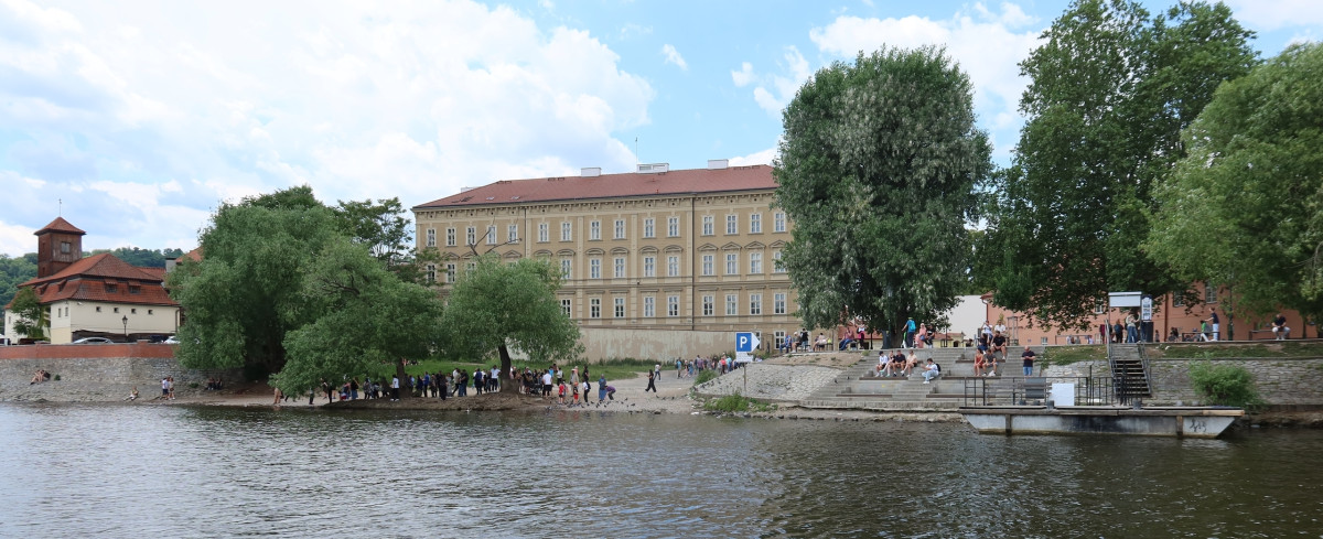 Z centra Prahy záhadně zmizelo 150 labutí. Plzeňští experti pátrají po jejich osudu