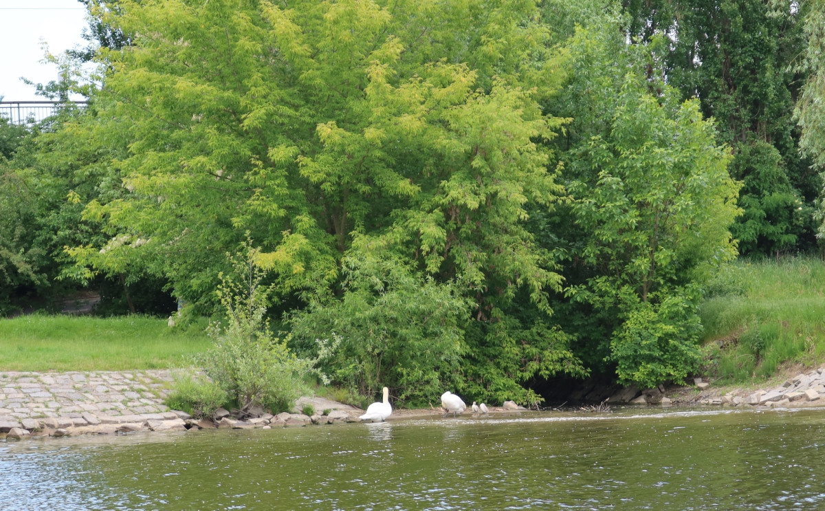 Z centra Prahy záhadně zmizelo 150 labutí. Plzeňští experti pátrají po jejich osudu