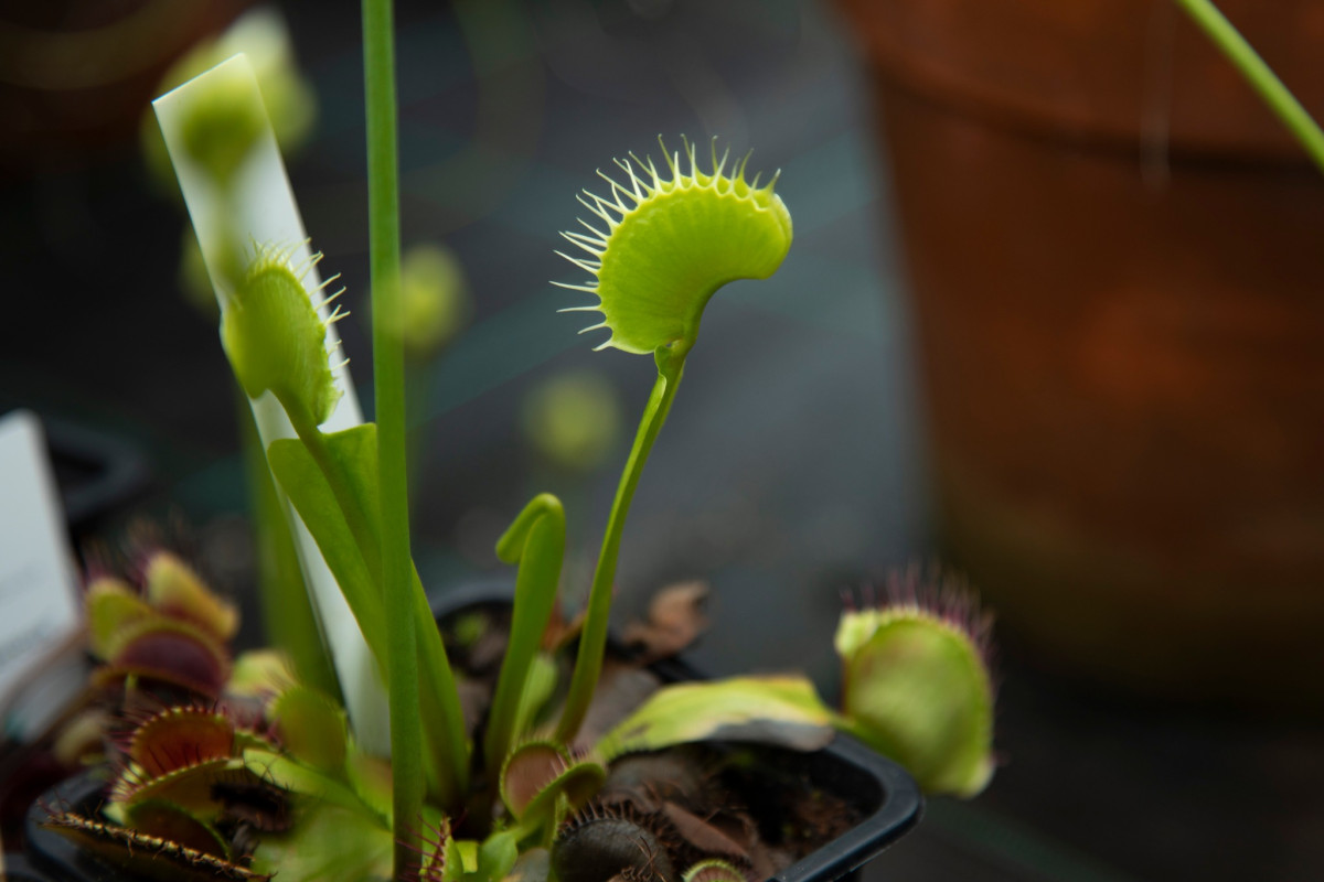 Botanická zahrada vystaví desítky druhý masožravých rostlin