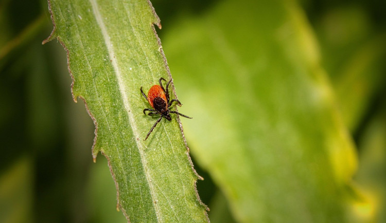 Klíšťata už úřadují. V kraji je 131 případů boreliózy, encefalitidy také přibývá