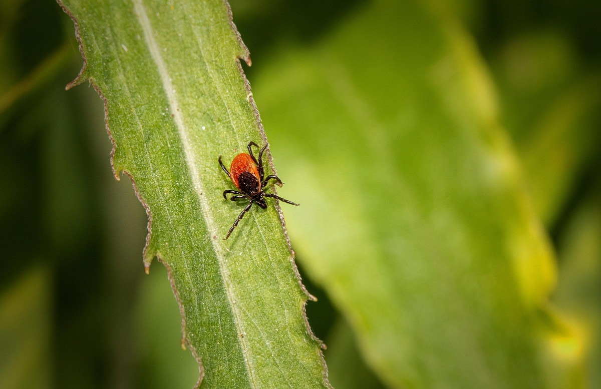 Klíšťata už úřadují. V kraji je 131 případů boreliózy, encefalitidy také přibývá