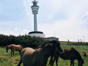 Na Pradědu se pasou koně. Pomáhají udržet vzácnou a ohroženou přírodu před zarůstáním