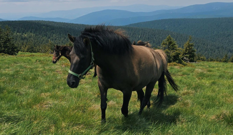 Na Pradědu se pasou koně. Pomáhají udržet vzácnou a ohroženou přírodu před zarůstáním