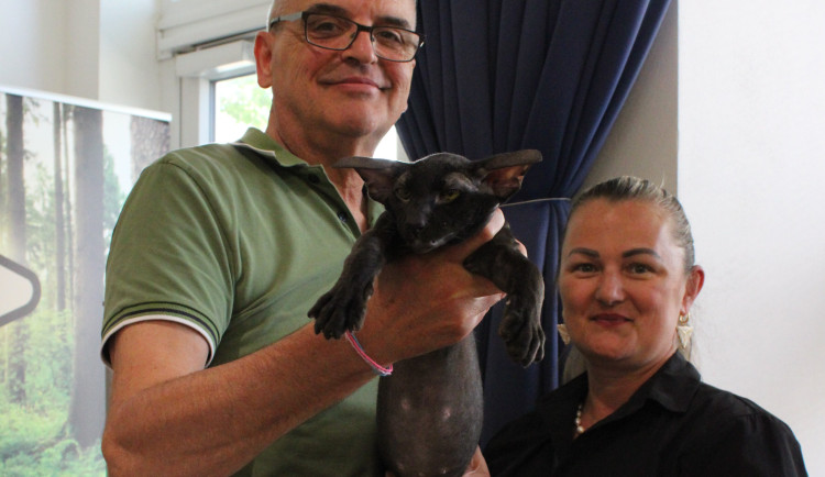 V Brně padl nezvyklý rekord. Na jednom místě se sešlo nejvíce koček bez kožichu