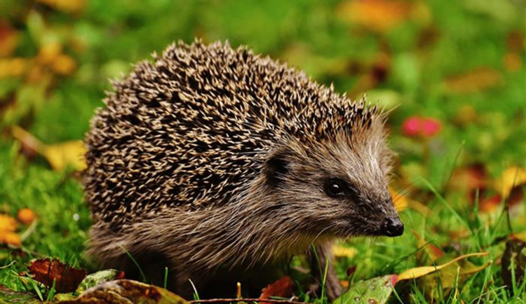 Řidiči, dejte pozor na ježky, apeluje chebská radnice na motoristy