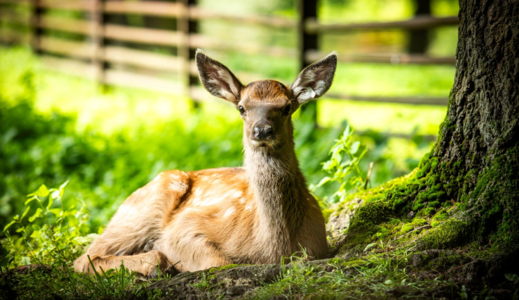 Koloušek není sirotek. Nezachraňujme mláďata, která to nepotřebují, prosí chovatelé