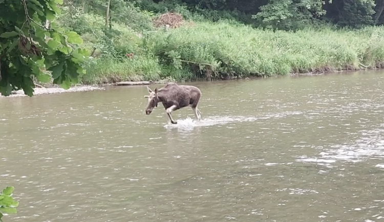 Okrajem Ostravy se potuloval los, strážníci ho natočili, jak se brodí řekou