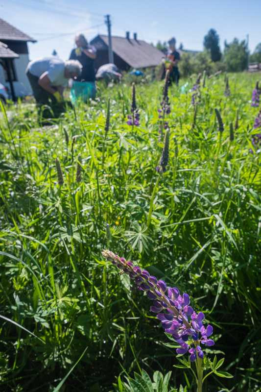 Na Šumavě se za 15 let výrazně rozmnožila invazivní lupina mnoholistá