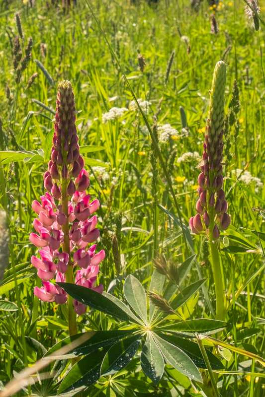 Na Šumavě se za 15 let výrazně rozmnožila invazivní lupina mnoholistá