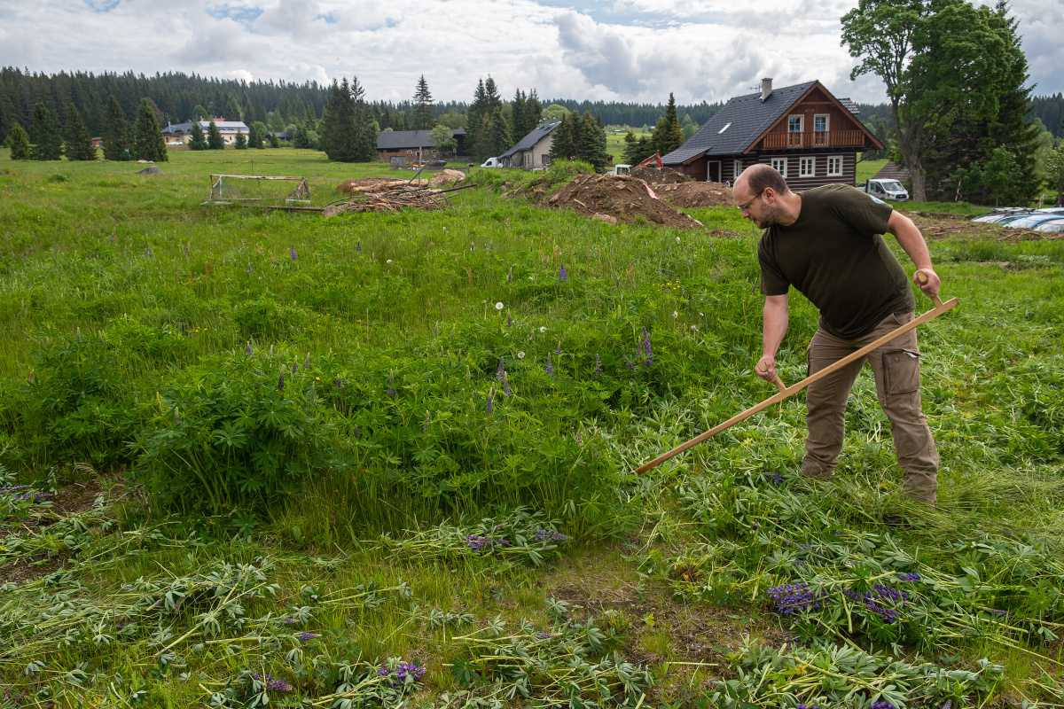 Na Šumavě se za 15 let výrazně rozmnožila invazivní lupina mnoholistá