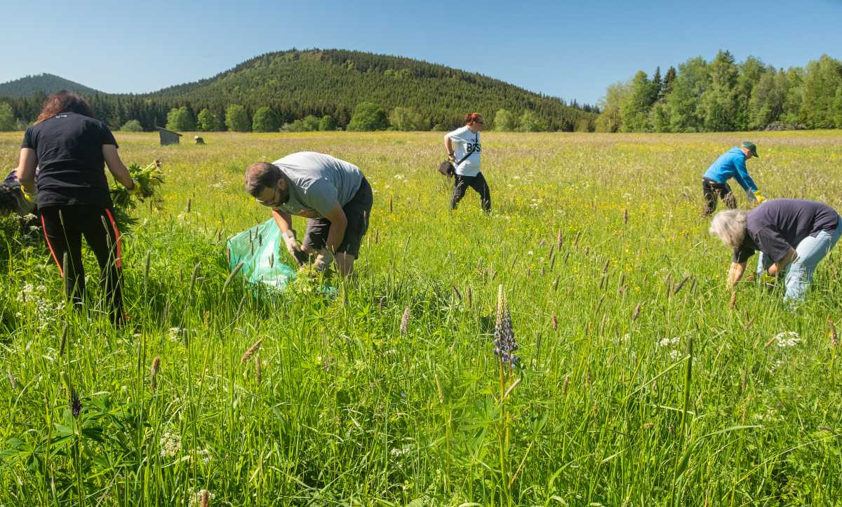 Na Šumavě se za 15 let výrazně rozmnožila invazivní lupina mnoholistá