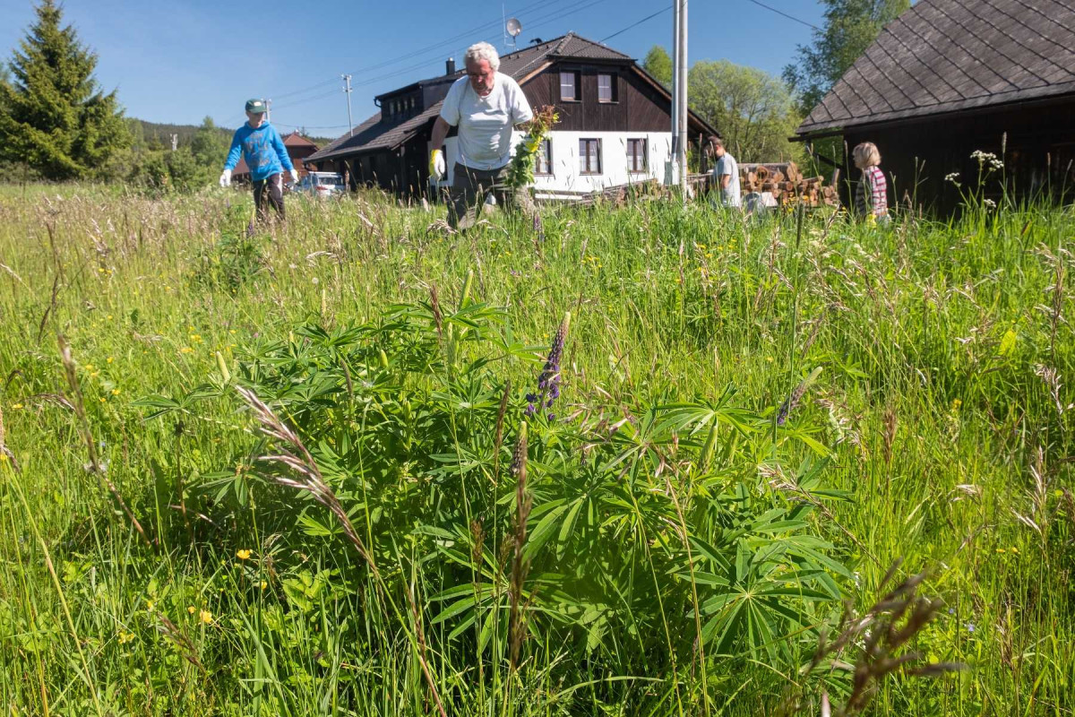 Na Šumavě se za 15 let výrazně rozmnožila invazivní lupina mnoholistá