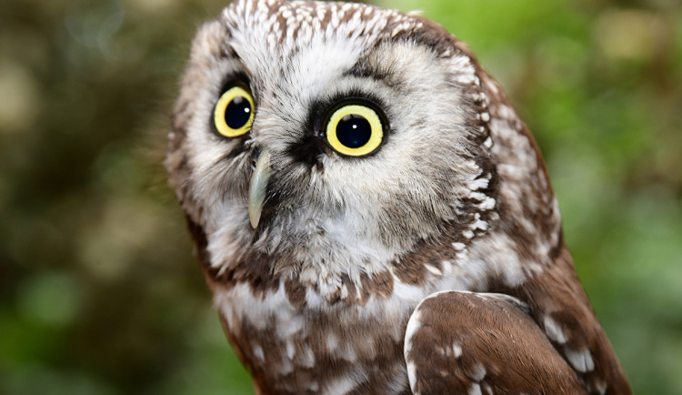 Sýc či kraska. Zoo na Svatém Kopečku otevřela nové voliéry pro chladnomilné ptáky