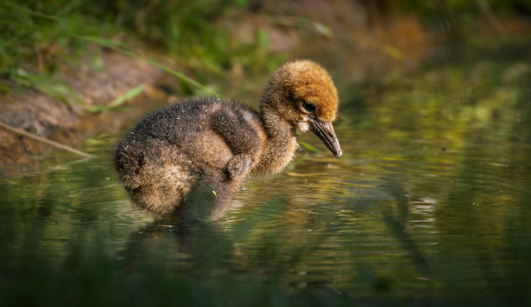 Mládě jeřába si získává srdce návštěvníků Safari Parku ve Dvoře Králové