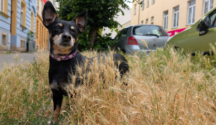 Trávníky ve městě zaplavuje ječmen myší, psům může způsobit vážné problémy